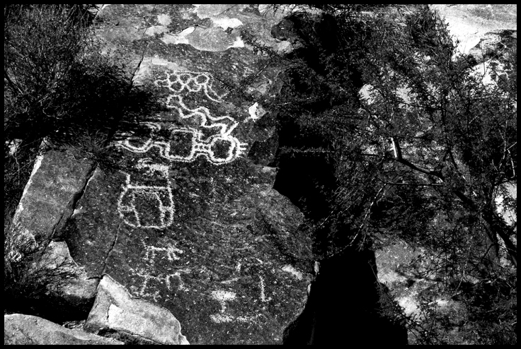 Petroglyph Framed By Mesquite Tree.jpg